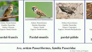 Ave, ordem Passeriformes, fam&iacute;lia Passeridae domesticus bird indicus henrici ruficollis hyrcanus