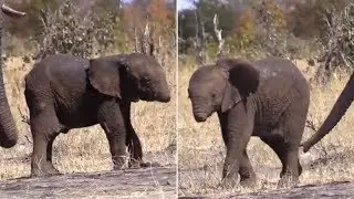 This Baby Elephant Tragically Lost Its Trunk, And Experts Are Fearful About Whether It Can Surviv
