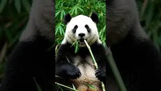 A cute giant panda sitting in a green bamboo forest, slowly eating fresh bamboo. #panda #shorts#fyp