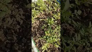 Guess the vegetable?#florafrenzyybyaditi #kitchengarden #gardening #growvegetables