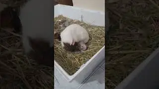 Parto de mi cobaya Khaty!