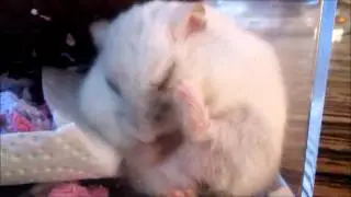 Washing time for russian dwarf hamster