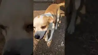 Video of adoptable pet named Prada