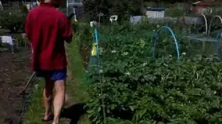 Seans Allotment