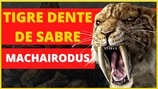 Tigre dente de sabre (Machairodus)