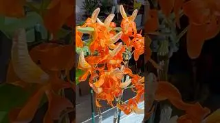 Dendrobium unicum 石斛蘭獨角獸￼#orchidflower
