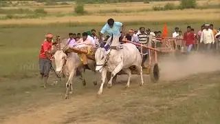 Ferocious white bullocks running for Tergaon race