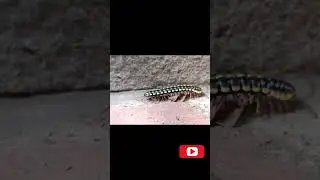 Guess, What is this? #shorts #viral #trending #youtubeshorts