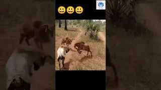 Three Goats' Triangular Battle 😃😃 | 🌟🌟 Animals action moment 0033 🌟🌟 #goat #animals #goats