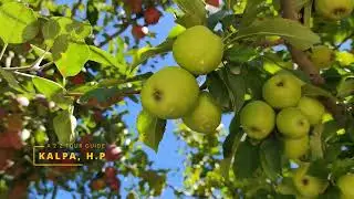 #kalpa #kinnaur #apple   Spiti Valley Tour -3