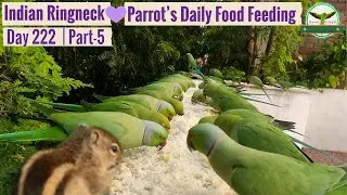 Indian Ringneck Parrot Daily Food Feeding🌲| Day 222 | Part 5