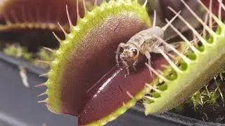 Venus Fly Traps Eating - Slow Motion 4K