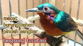 atasi Kolibri Wulung macet,burung bahan,pindah kandang segera berbunyi lagi.