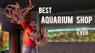 visiting the most beautiful aquarium shop in Iran.