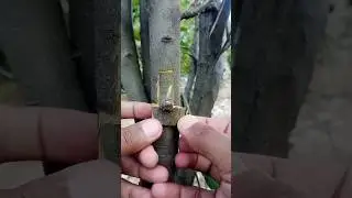 new trending apple budding Techniques #trending #satisfying #nature #plantpropagation #shorts