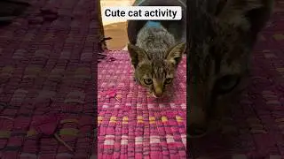 Cute cat activity #viralvideo #cat #catvideos #bunnystory #animals