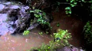 Sewer Overflow to Creek Trotters Ridge 07/03/2013 County denies the Problem!