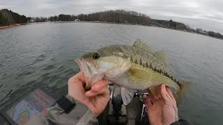 Ramsey creek park Lake Norman spotted bass