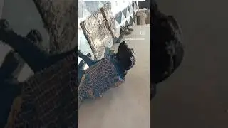 Mera payara 🐕🐕 pet #funny #cutepet