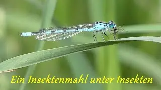 Kleinlibelle - Gemeine Becherjungfer