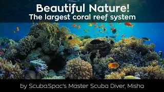 Coral Reefs of UAE