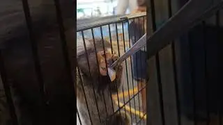 Family Vlog: Feeding Spider Monkeys at the Fun Fair #shorts2024