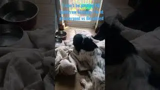 Dogs # #fypviral #events #fypシ #amazing #wales #fy #popular #uk #funny #dog #shorts #shortsvideo #gg