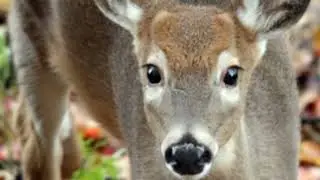 HOW I AGE A DEER ON THE HOOF