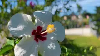 Transform Your Garden with ACE Nursery: Florida's Premier Plant Haven