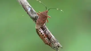 Copulating Couple of Urochela Stink-bugs on the Host Plant