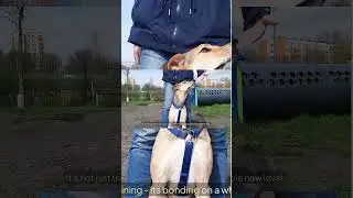 Unlock Your Dog&rsquo;s Hidden Intelligence! 🧠🐶 | Brain Training for Dogs