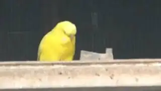Budgie is Bored