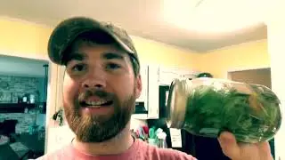 Making a cordial from my yard! Medicine! Sacred Projects