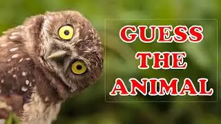 Animal Quiz - Can You Guess Them All?
