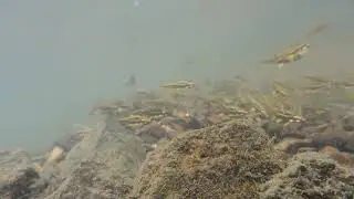 Egg Predation by Bluehead Chubs