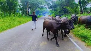 જય ગાય માતા.... ♥️🙏 સાયબો રે ગોવારીયો.🐂#gujaratisong #like #shere #subscribe #ગોવાળિયો #jayshreeram 