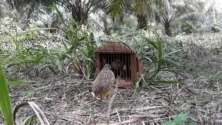 Puyuh pikat sekali bunyi puyuh liar langsung datang.