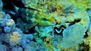 Evening drift of small Pyrosomes and shy female Daisy parrotfish