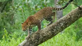 A young Leopard walking down a fallen tree trunk 