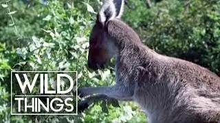 Deadly Protectors [South Australia Documentary] | Wild Things