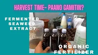 FERMENTED SEAWEED EXTRACT, PAANO GAMITIN? ORGANIC FERTILIZER