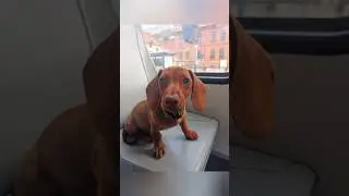 Kawa M&oacute;wi odc.4 Jamnik w tramwaju. Mini doxie sausagedog, teckel, dachshund, pies