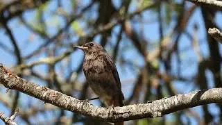 🇬🇧 Black redstart (juvenile male) | 🇵🇹 Rabirruivo-preto (macho juvenil) &ndash; Phoenicurus ochruros