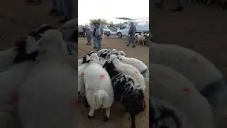 Diyarbakır zom mu budur(1)