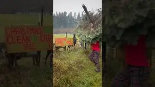 Santa&rsquo;s clean up crew. #goat #farm #farmlife #christmastree #tree #christmas #santaslittlehelper