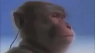 Monkey listening to music (meme)