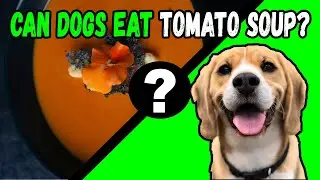 Can Dogs Eat Tomato Soup?