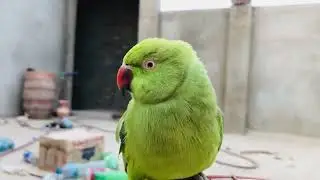 Amazing Ringneck parrots cute voice ||