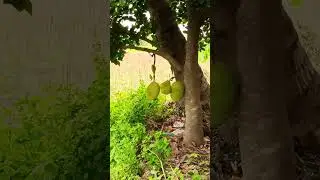 palapazham song 😊☺️