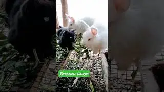French Angora 🐰 | Lionhead bunny🐻 | Smokey cat 🐱 fun time ❤